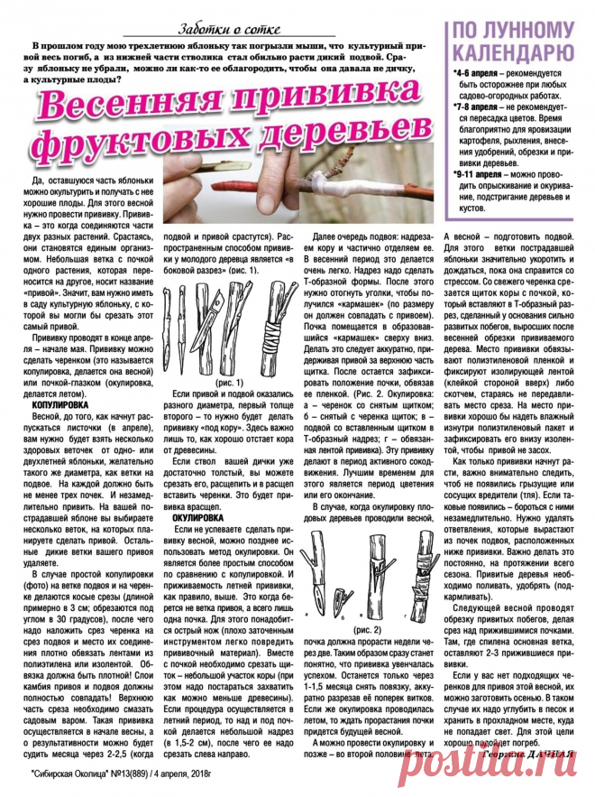 Весенняя прививка фруктовых деревьев