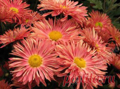 Уход за хризантемами | Моя любимая дача