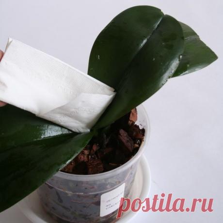 Фитолавин для орхидей: отзывы орхидеистов и инструкция, как применять в домашних условиях