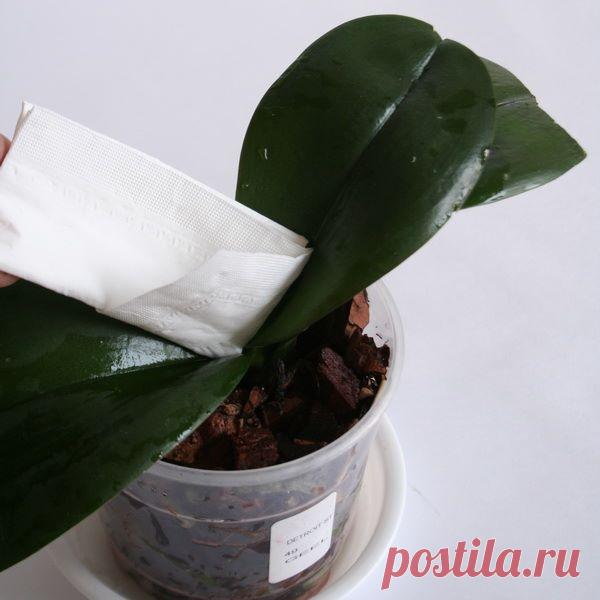 Фитолавин для орхидей: отзывы орхидеистов и инструкция, как применять в домашних условиях