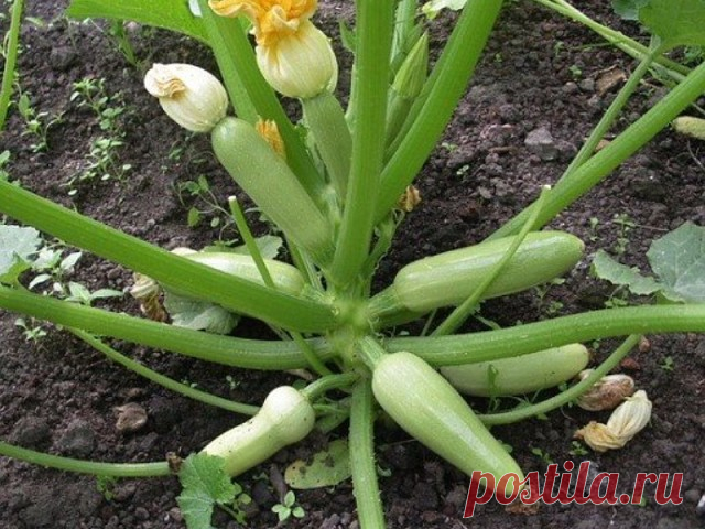 Парилка для кабачков