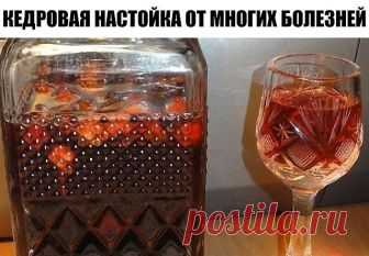 КЕДРОВАЯ НАСТОЙКА ОТ МНОГИХ БОЛЕЗНЕЙ