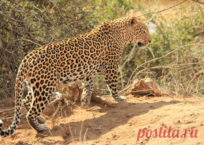 Leopard Leopard in Kruger Park South Africa near Lower Sabie Rest Camp. photographed from a VW Polo hire car.