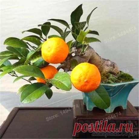 Все возможно. Волшебный миниатюрный сад в квартире