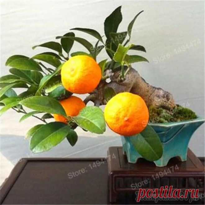 Все возможно. Волшебный миниатюрный сад в квартире