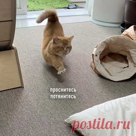 Продуктивный день по мнению котa