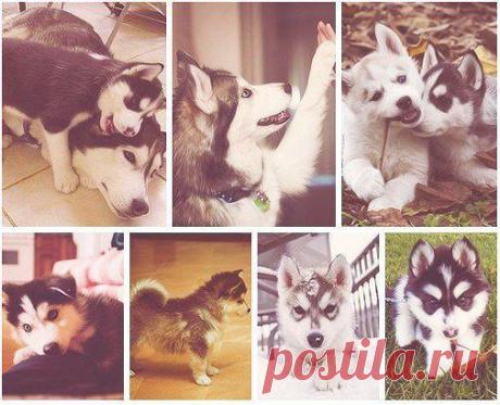 Смешные животные!