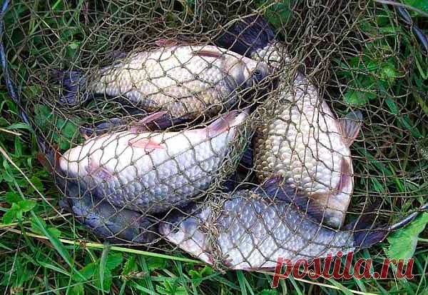 Как сохранить улов - Рыбалка