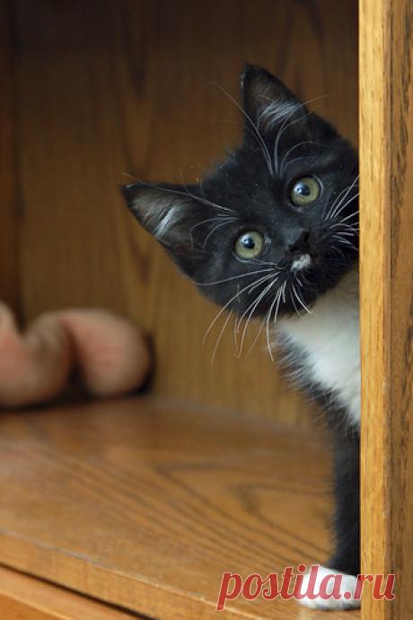 SosiePeeking46LowRes | Flickr - Photo Sharing!