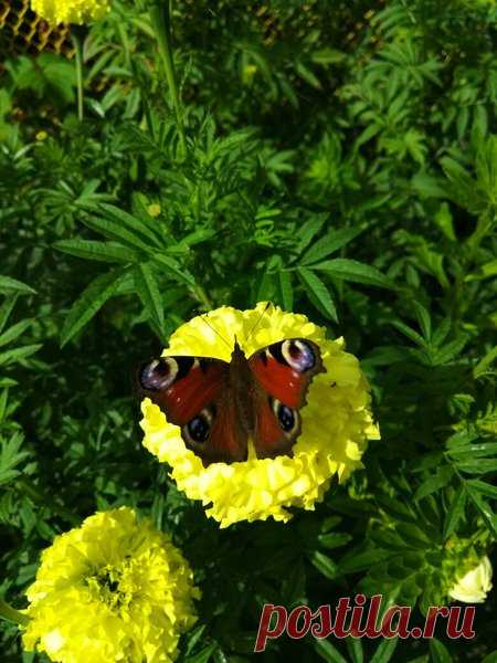 Собираем и готовим семена бархатцев: советы из личной практики | Наша Дача | Яндекс Дзен