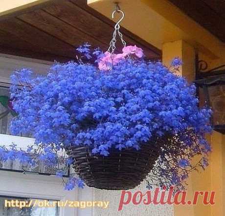 Одноклассники
