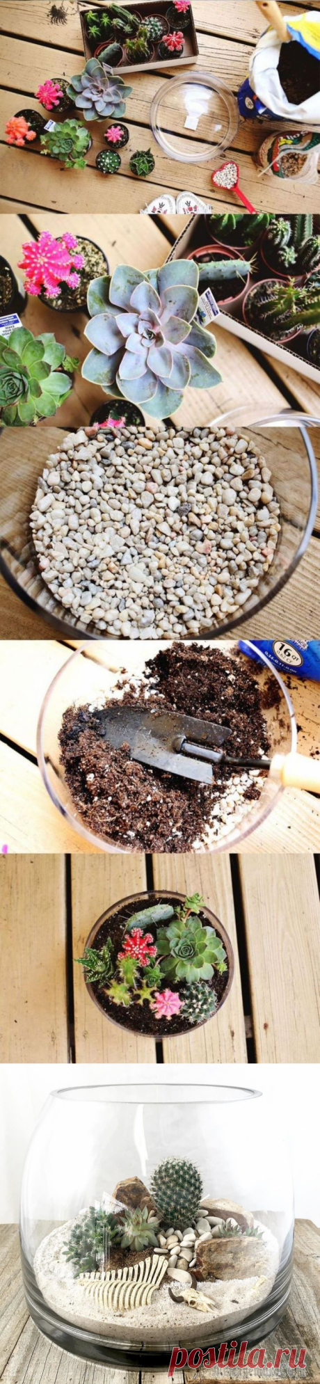 Флорариум своими руками: пошаговая инструкция по созданию мини-сада из суккулентов