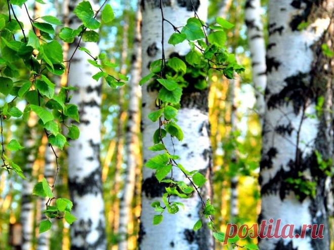 В краю берёзовом...