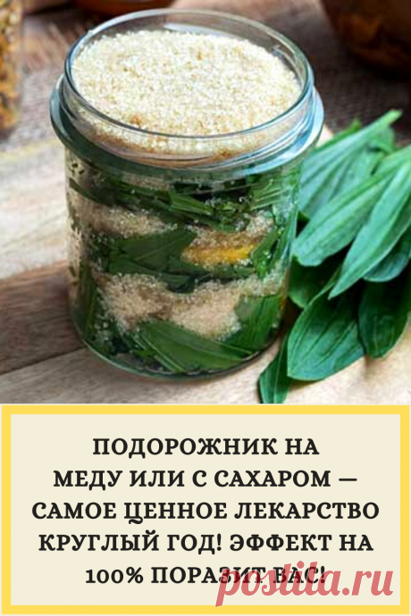 ПОДОРОЖНИК НА МЕДУ ИЛИ С САХАРОМ — САМОЕ ЦЕННОЕ ЛЕКАРСТВО КРУГЛЫЙ ГОД! ЭФФЕКТ НА 100% ПОРАЗИТ ВАС!