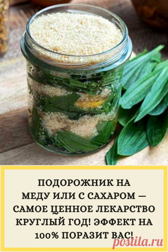 ПОДОРОЖНИК НА МЕДУ ИЛИ С САХАРОМ — САМОЕ ЦЕННОЕ ЛЕКАРСТВО КРУГЛЫЙ ГОД! ЭФФЕКТ НА 100% ПОРАЗИТ ВАС!