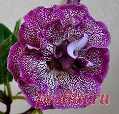 Глоксинии махровые-прекрасное рядом | каталог