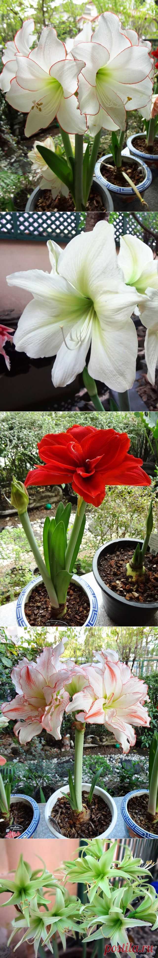 Beauty of my Amaryllis. - Amaryllis/Hippeastrum Forum - GardenWeb