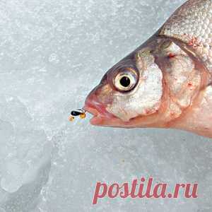 Лещ в глухозимье - МирТесен