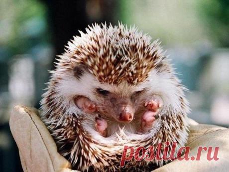 ♥ ЖИВОТНЫЕ ♥ ПРИРОДА ♥