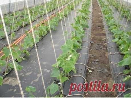 Огурцы на пленке 
Мы знаем, что сорняки всегда надо удалять. Но есть удивительный способ выращивать огурцы без прополки. Причем, вдвойне удивительный, потому что выращивать мы их будем не под пленкой, а НА пленке! И при этом иметь замечательный по количеству и качеству урожай молодых огурчиков. 
Опробуйте этот вариант выращивания огурцов. Он простой, но урожайный. 
На грядке через каждые 0,5 м выкапывают лунки глубиной 30-35 см, заполняют их навозом, а сверху присыпают почвой. В подготовленну