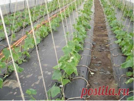 Огурцы на пленке 
Мы знаем, что сорняки всегда надо удалять. Но есть удивительный способ выращивать огурцы без прополки. Причем, вдвойне удивительный, потому что выращивать мы их будем не под пленкой, а НА пленке! И при этом иметь замечательный по количеству и качеству урожай молодых огурчиков. 
Опробуйте этот вариант выращивания огурцов. Он простой, но урожайный. 
На грядке через каждые 0,5 м выкапывают лунки глубиной 30-35 см, заполняют их навозом, а сверху присыпают почвой. В подготовленну