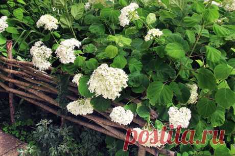 Создание и использование плетней на даче — 6 соток