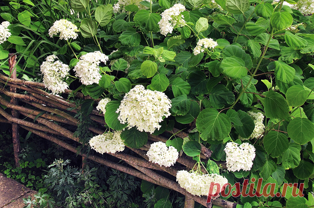 Создание и использование плетней на даче — 6 соток