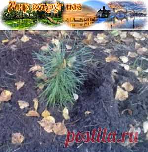 Как посадить кедр | Мир вокруг нас