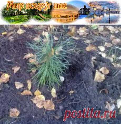 Как посадить кедр | Мир вокруг нас
