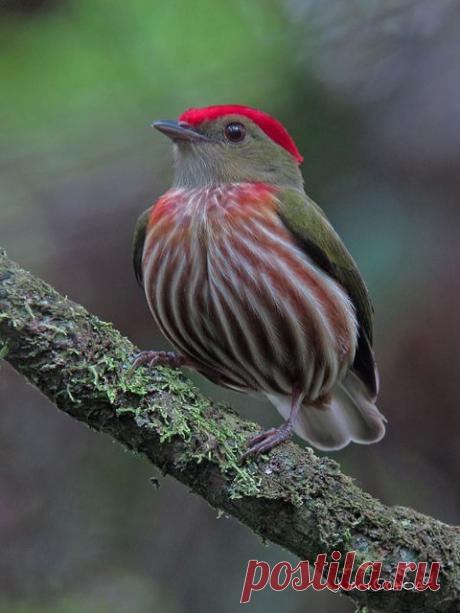 Pinterest: инструмент для поиска и хранения интересных идей