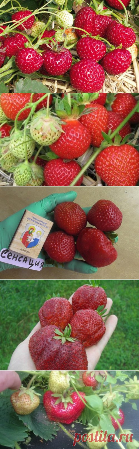 Самые сладкие и ароматные сорта клубники. Краткое описание сорта