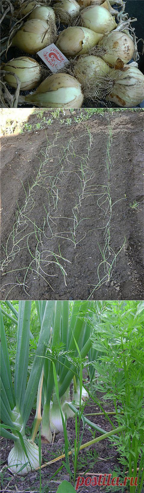 Сочный, сладкий лук Эксибишен. Выращивание..