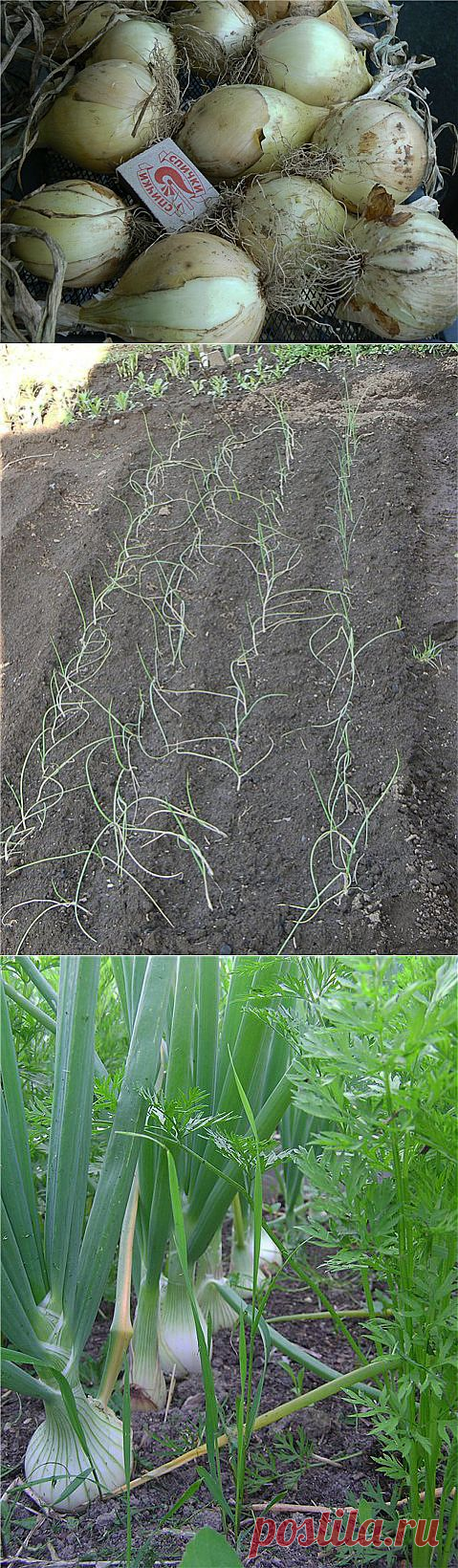 Сочный, сладкий лук Эксибишен. Выращивание..