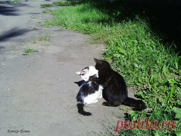 Котики-братики | Кошки & Коты | Яндекс Дзен

Маленькие кошачьи дети любят играть. Они, как и любые дети, активно познают окружающий мир, который для них нов и интересен. Ведь вокруг столько всего: люди, взрослые кошки, собаки, птички, трава и машины. Что-то вызывает любопытство, а что-то и пугает. Но если котенок не один, а со своими братьями и сестрами, ему уже не так страшно в этом непонятном мире, даже если мама-кошка отсутствует, отправилась, например, на охоту...