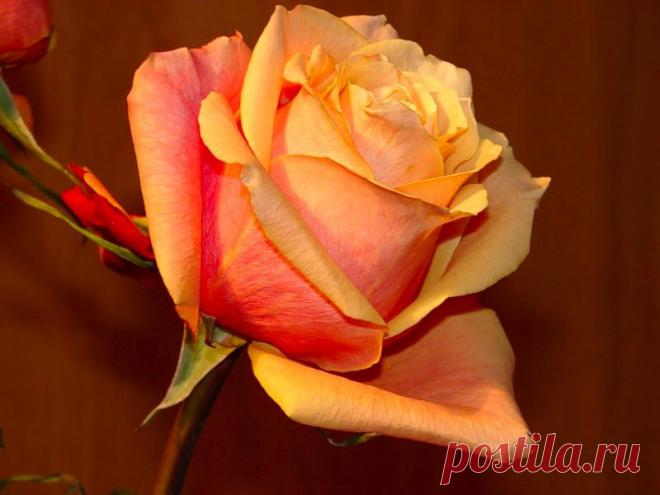 TASY — «Осенняя нежность» на Яндекс.Фотках