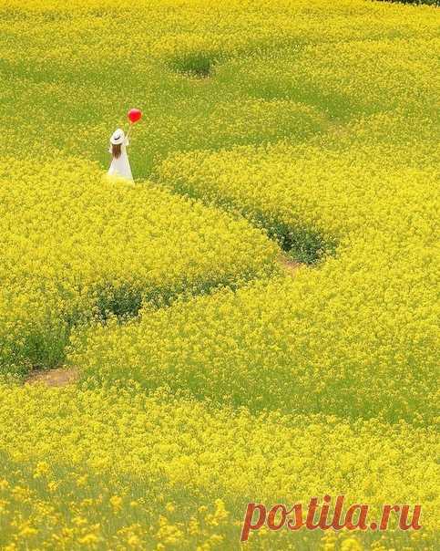 Цветочное поле. Фукусима