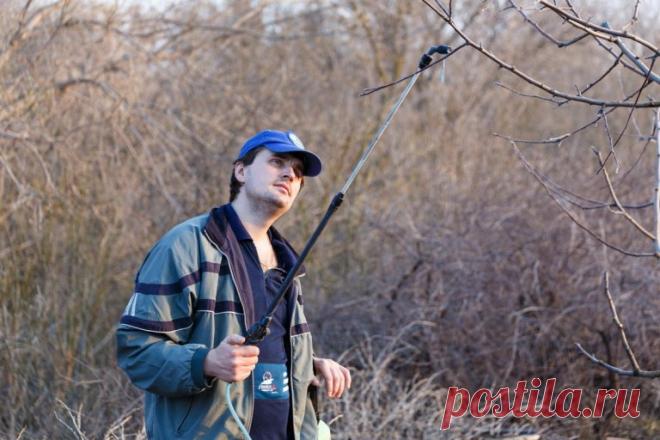 4 обов’язкових весняних обробки саду від хвороб та шкідників – Публікація