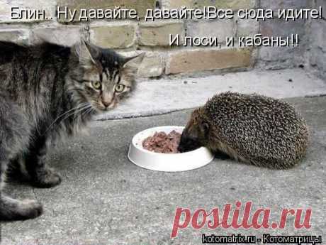 Котоматрица: Круть