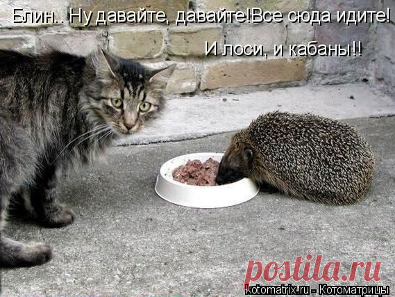 Котоматрица: Круть