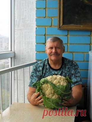Как вырастить цветную капусту сочной и крупной!
Способы выращивания цветной капусты
Если говорить о том, как вырастить цветную капусту, то есть два способа: рассадный и семенной:
При рассадном способе семена высеиваются в обогреваемой пленочной теплице, в горшочках с торфо-перегнойным грунтом в середине марта. Высаживаются в открытый грунт в середине мая.
Семенной способ предполагает посев семян сразу на постоянное место в открытый грунт и накрывание пленкой. Проводится в начале мая. Без пле
