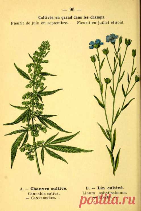 Gallery.ru / Фото #58 - Ботанические иллюстрации - alsu1980