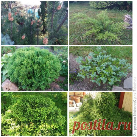 Хвойные и зимовка – что накрываем, а что нет