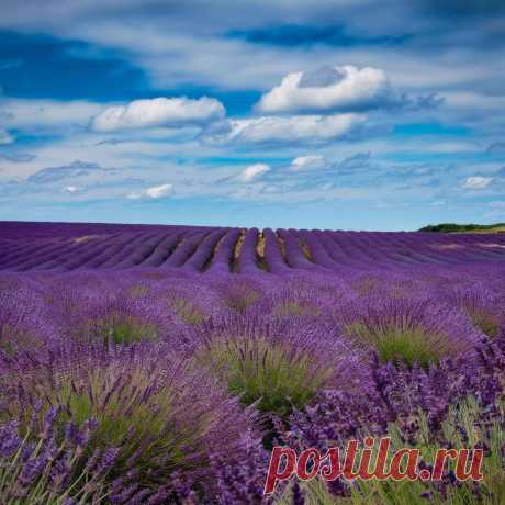 ЛАВАНДА УЗКОЛИСТНАЯ
Lavandula angustifolia L.
Семейство Яснотковые (Губоцветные) — Lamiaceae (Labiatae)