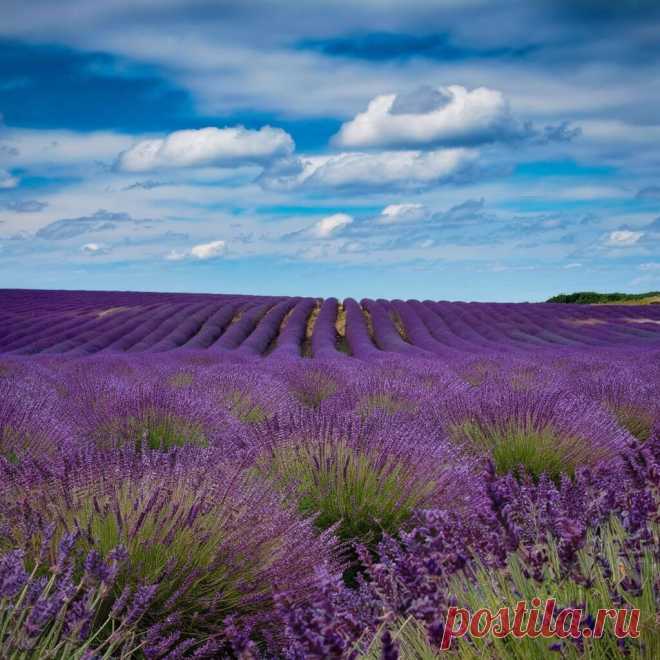 ЛАВАНДА УЗКОЛИСТНАЯ
Lavandula angustifolia L.
Семейство Яснотковые (Губоцветные) — Lamiaceae (Labiatae)