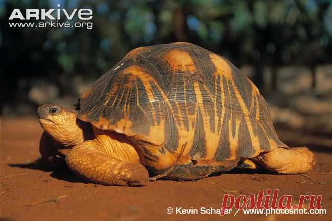 arkive animals - Поиск в Google