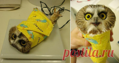 15 забавных лайфхаков от сотрудников зоопарка чтобы взвесить подопечных-непосед