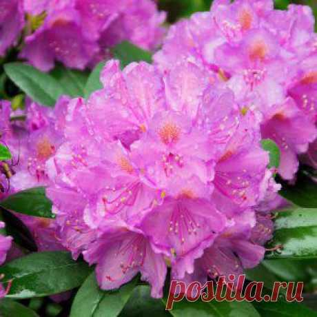 Альпийские розы | ВСЁ ДЛЯ ДОМА