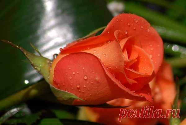 Beautiful Rose Flowers Desktop Computers Free #8665 Wallpaper | ESWALLS.COM