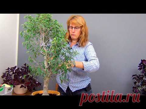 Бонсай из взрослого фикуса Бенджамина (ч.1).