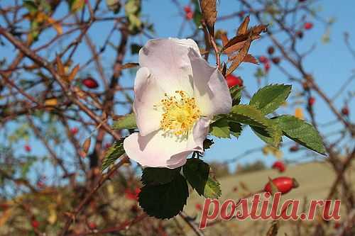 Rosa canina, proprietà e uso - Cure-Naturali.it